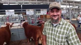 Mini Herefords- 2016 Indiana State Fair