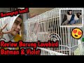 Burung Lovebird Review Burung Lovebird Batman Violet Mp3 - Mp4 Download