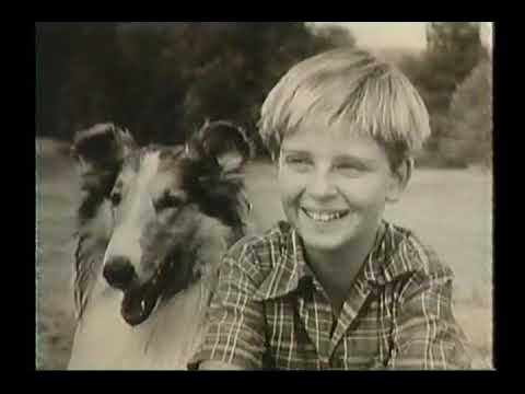 Episode 66  Lassie's Boy Sidekick: Meet Jon Provost, aka Timmy - School  For The Dogs