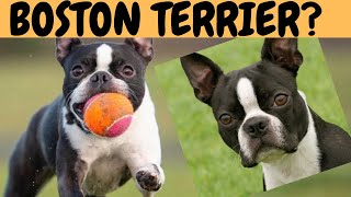 BOSTON TERRIER  társasági kutya, harcos ősökkel!