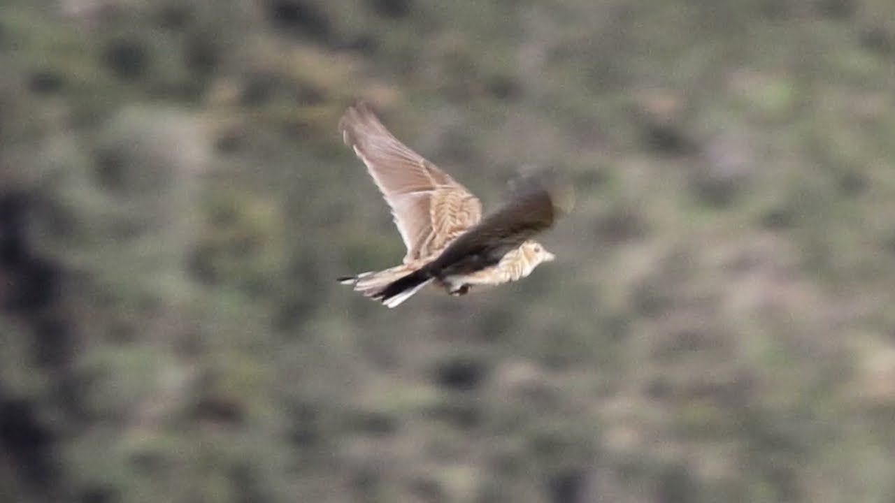 ALONDRA (ALAUDA ARVENSIS) EN LA RÍA DE AVILÉS, FEB 2026.