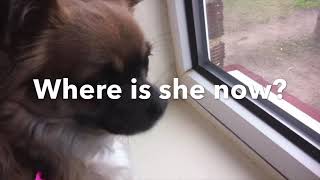 THE CHIHUAHUA BARKING | WHERE IS SHE NOW? by food_guy_mood_guy 342 views 4 years ago 2 minutes, 23 seconds