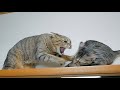 先輩猫のマジギレが子猫のトラウマに...