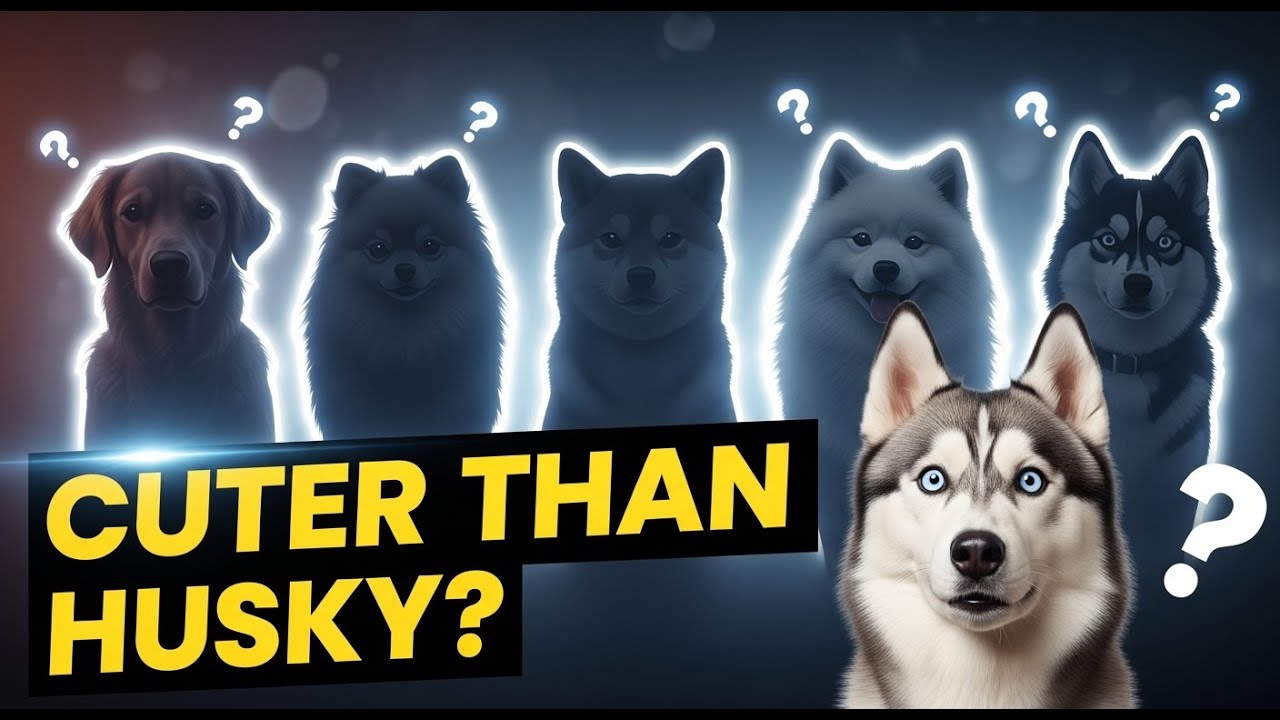 5 пород собак, которые могут быть даже милее сибирского хаски