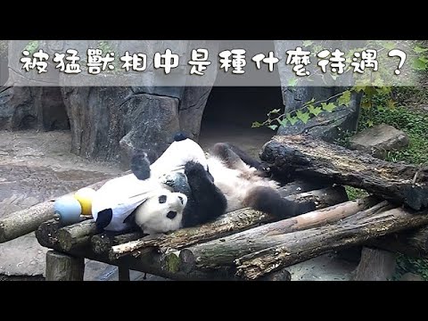 《熊貓早晚安》被猛獸相中是種什麼待遇？ | iPanda熊貓頻道