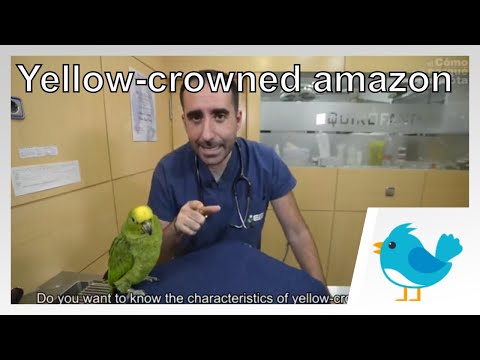 🐦 BIRDS: Feeding and breeding Yellow-crowned amazon.