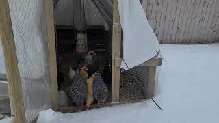 Can you do a Chicken Tractor in the winter? Laying hens in winter