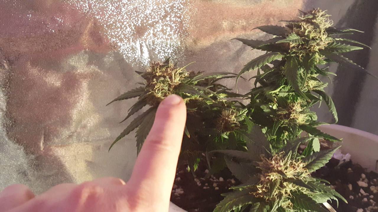 Super Skunk Autoflower #1 day 63 from braking Ground day 31 Flower.. Going Dark for 48 hrs.