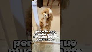 Porque Los Caniches Son Famosos?