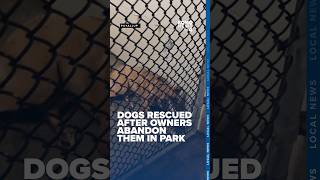 Metro Animal Shelter in Puyallup overwhelmed as abandoned dogs turn up in parks