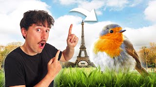 Faire De La France Un Paradis Pour Les Oiseaux