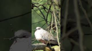 Beautiful Turtle Dove #viral #shortsvideo #shorts
