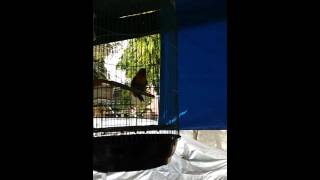 Top Hits - Burung Dugem