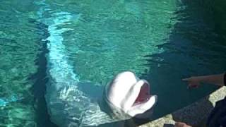 Beethoven the Beluga Whale (Whale Sounds)