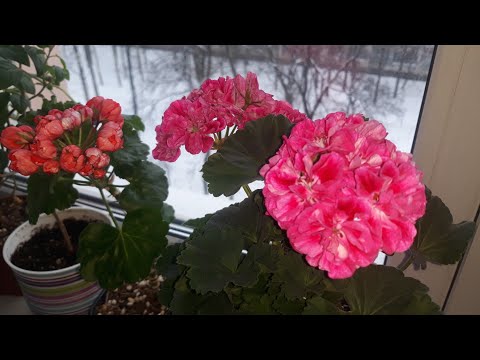 WHAT I FEED MY PELARGONIUMS IN WINTER 🌺/WHAT IS THE SECRET TO WINTER BLOOMING 👌