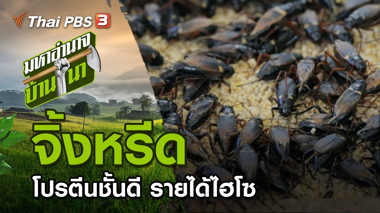 จิ้งหรีด โปรตีนชั้นดี รายได้ไฮโซ : มหาอำนาจบ้านนา