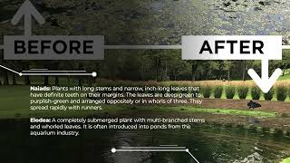 Healthy Ponds - Weed Definitions