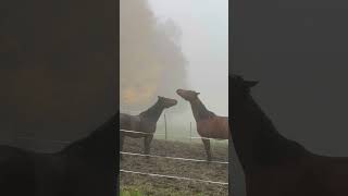 Spielkinder 😅🤩 #fy #horse #pferde #horses #cute