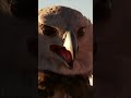 Harpy Eagle Facts and Trivia