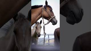 Las rutas ecuestres de Cabalgatas Tres Pasos te invitan a internarte en paisajes que ...