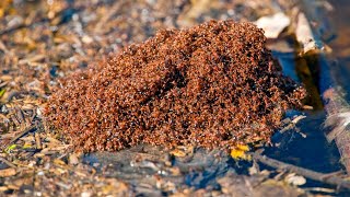 New outbreak of fire ants detected in Qld amid calls for funding review