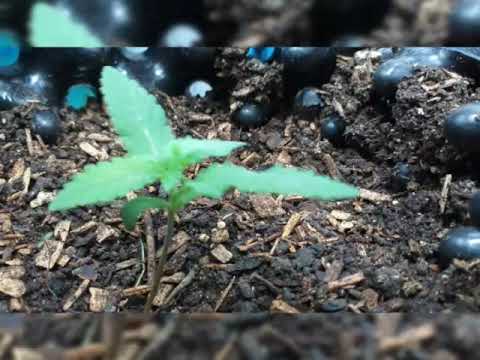 Green Gelato from germination to harvest-Royal Queen Seeds