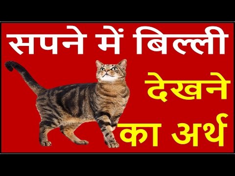 वीडियो: बिल्लियाँ सपने क्यों देखती हैं?