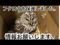 12月15日19時 渋谷区神泉町でフクロウを保護しました。