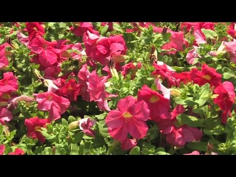 Selecting Petunia Varieties