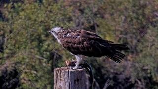 Iris The Osprey Enjoys A Large Fish On Owl Pole | August 24, 2026