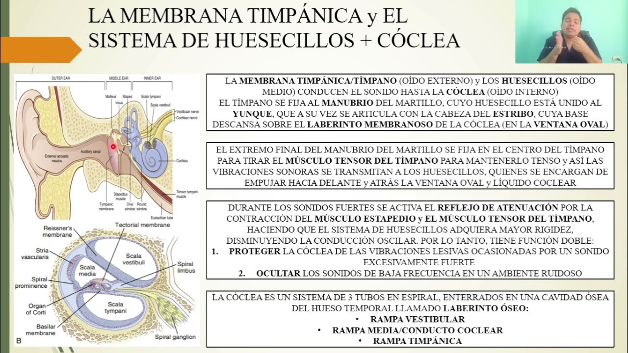 FISIOLOGÍA: EL SENTIDO DE LA AUDICIÓN