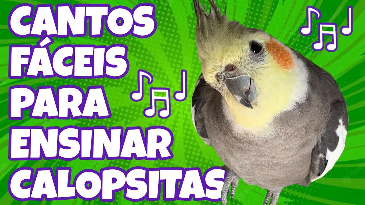 CANTOS Fáceis para ENSINAR CALOPSITAS | Treino com Melodias Encantadoras e e fáceis para calopsita
