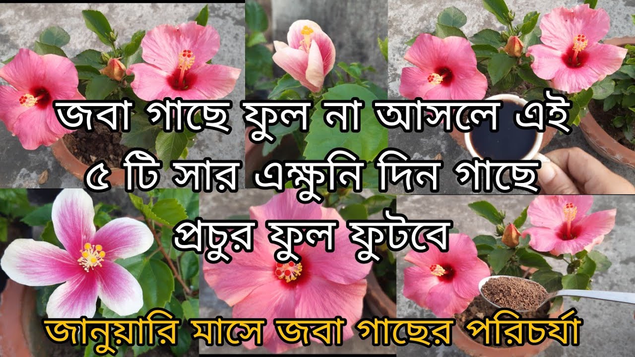 জবা গাছে ফুল না আসলে এই ৫ টি সার এক্ষুনি দিন গাছে প্রচুর ফুল ফুটবে ...