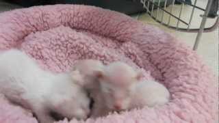 Three 3-Day-Old Peterbald Kittens Snuggling by mkant69 198 views 11 years ago 13 seconds