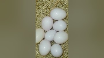 MashAllah❤️. Fawn Java 2nd Clutch 🥚 || FinchEee || #java #breedingprogress #nature #2024