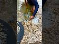 Rare discovery, found river material containing a lot of gold #goldrush #viralshorts #goldhunter