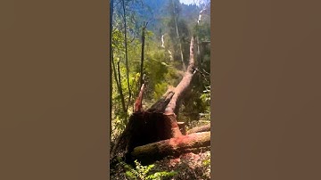 Dangerous Tree Cut Down #stihl #shortsfeed #chainsaw #nature #ytshorts #youtube #viral #yt #youtuber