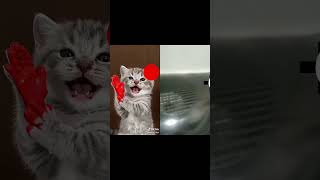 #transaksi kucing imut