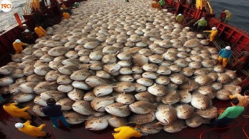 CỰC ĐỘC! Người Nhật Bắt Và Chế Biến Hàng Triệu Con Cá Nóc Độc Nhất Thế Giới Như Thế Nào?