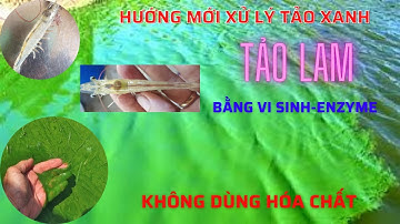 HƯỚNG MỚI VỀ CÁCH XỬ LÝ "TẢO XANH, TẢO LAM": NGUYÊN NHÂN VÀ TÁC HẠI KHI TẢO NỞ HOA, TẢO TÀN(TẬP 1)