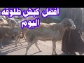 أفضل كبش طلوقه اليوم وكارثه يفعلها بعض المربين أثناء تجريع الاغنام أفضل كبش طلوقه اليوم وكارثه يفعلها بعض المربين أثناء تجريع الاغنام