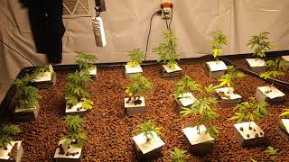 New grow light! High Quality affordable LED lights are finally available!