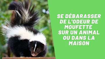 Comment enlever l'odeur de moufette sur un animal