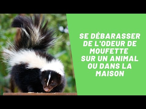 Vidéo: Comment Se Débarrasser De L'odeur De La Moufette: Les Gens, Les Animaux Domestiques, Les Vêtements Et Plus