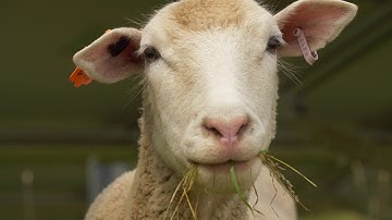 Introducing Agrivoltaics: Solar Panels + Agriculture