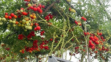 CÀ CHUA RỤNG HOA ÍT TRÁI Và CÁCH XỬ LÝ