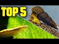 Top 5 Shrimp, Snails, & Crabs for Your Aquarium