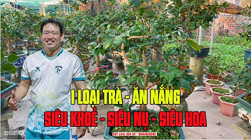 Trà Lựu Siêu Chịu Nắng - Siêu Nụ - Siêu Hoa -   NV Phạm Tuyến