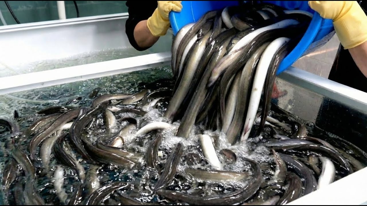 ЛУЧШЕЕ для мужчин! 🔥 Самые популярные продукты для выносливости в Корее | Korea sea food