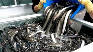 장어 하나로 월매출 3억! 줄서서 먹는 대한민국 대표 보약 음식들! Stamina Foods | Korean Street Food